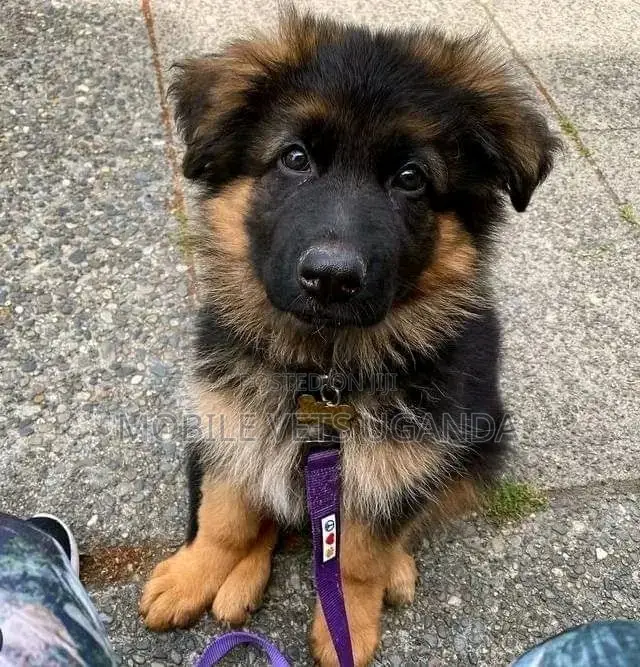 1-3 months Male Purebred German Shepherd