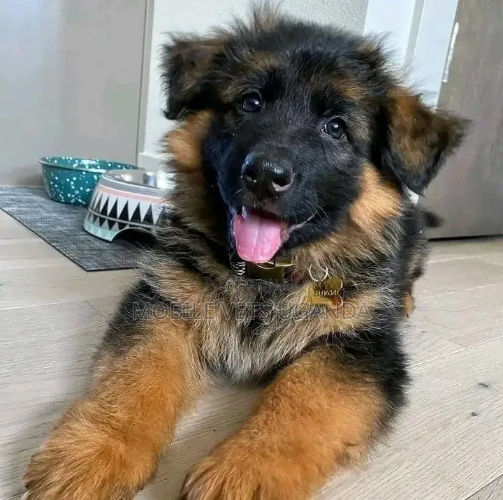 3-6 months Female Purebred German Shepherd