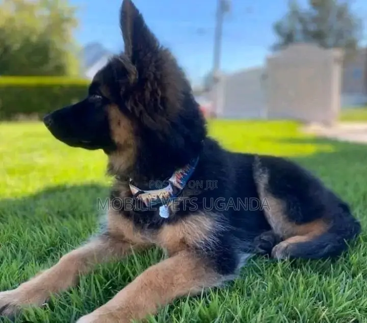 1-3 months Male Purebred German Shepherd