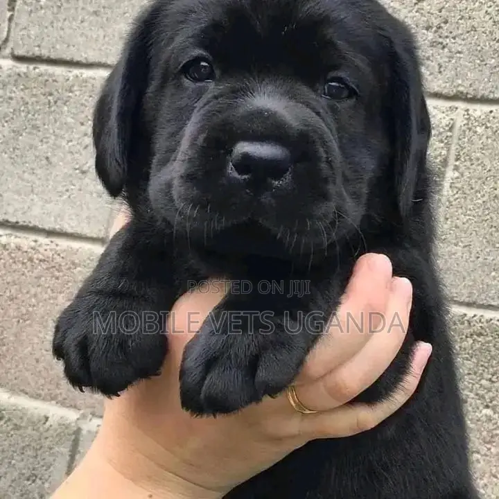 1-3 months Female Purebred Labradoodle