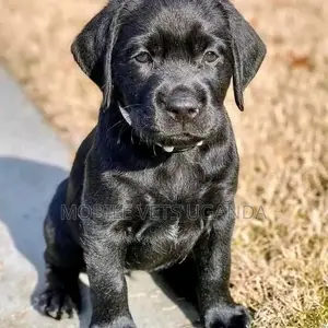 1-3 months Female Purebred Labradoodle
