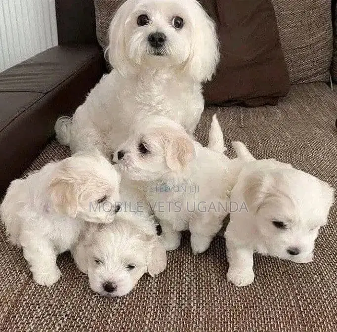 0-1 month Male Purebred Maltese