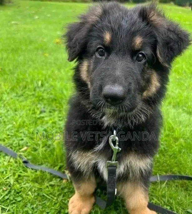 1-3 months Female Purebred German Shepherd