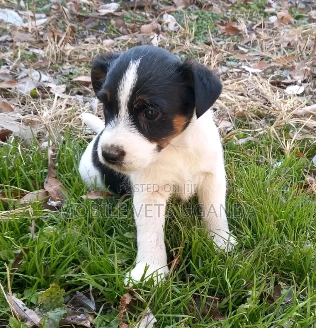 1-3 months Male Purebred Afghan Hound
