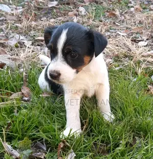 1-3 months Male Purebred Afghan Hound