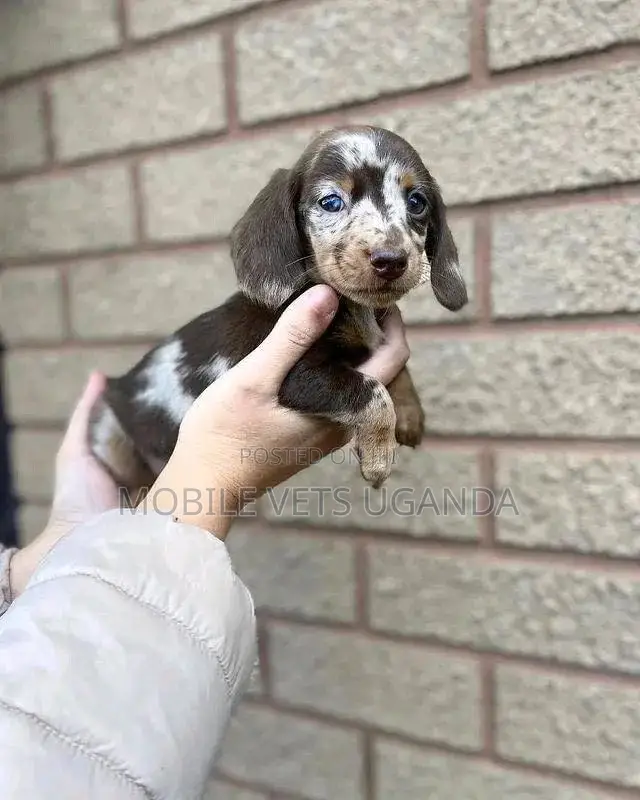 1-3 months Male Purebred Dachshund