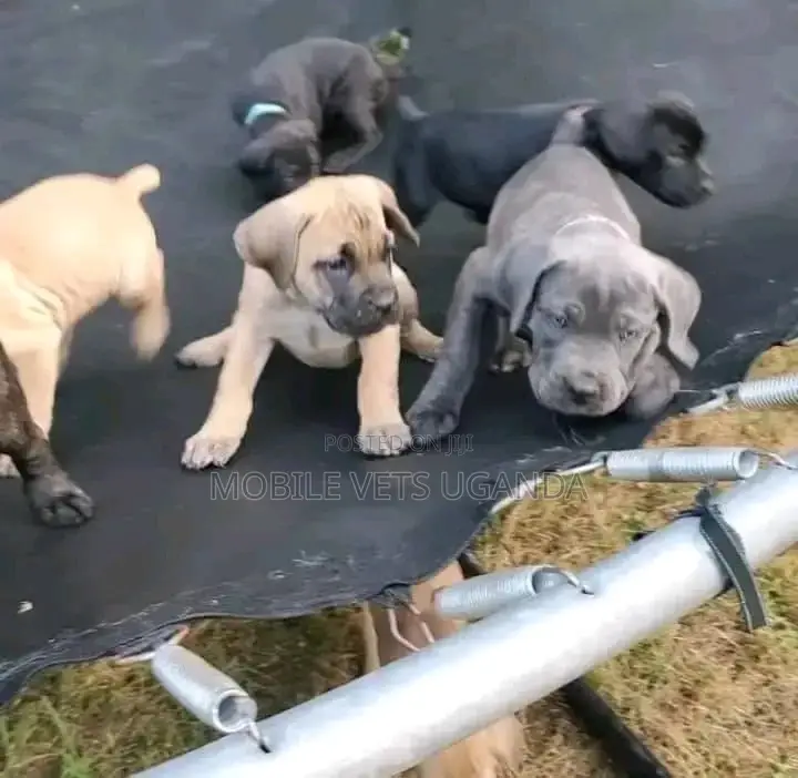 3-6 months Male Purebred Boerboel