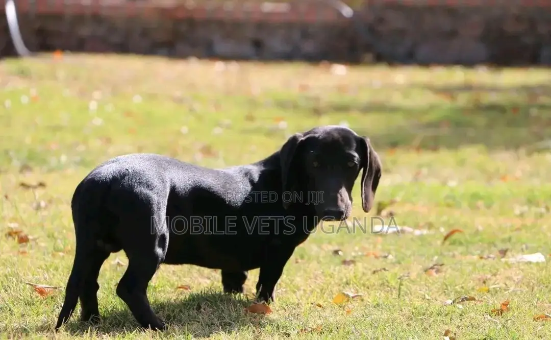 6-12 months Female Purebred Dachshund