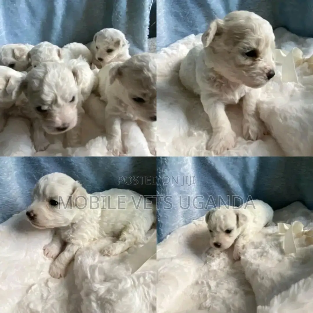 0-1 month Female Purebred Maltese