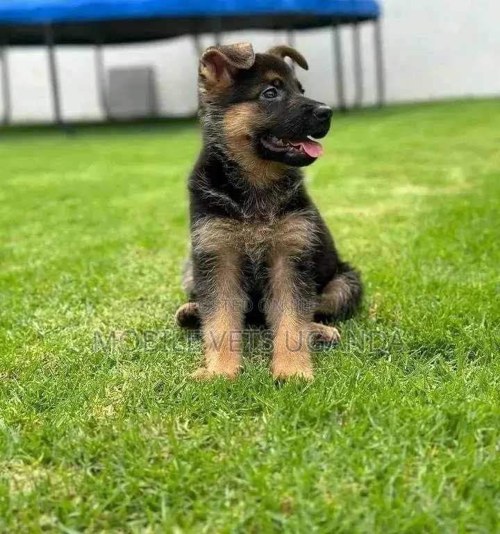 1-3 months Female Purebred German Shepherd