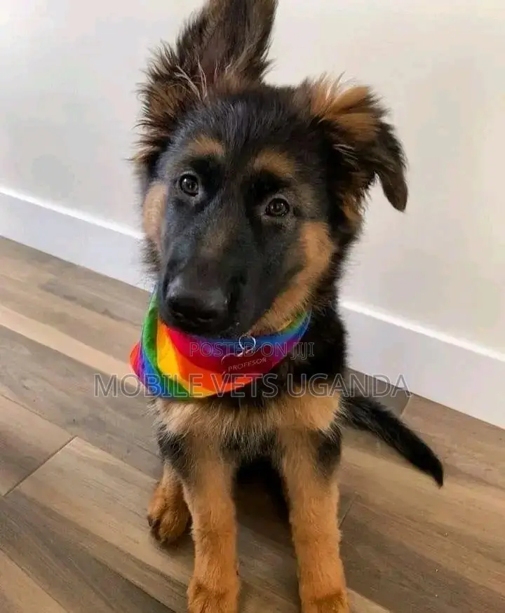3-6 months Female Purebred German Shepherd