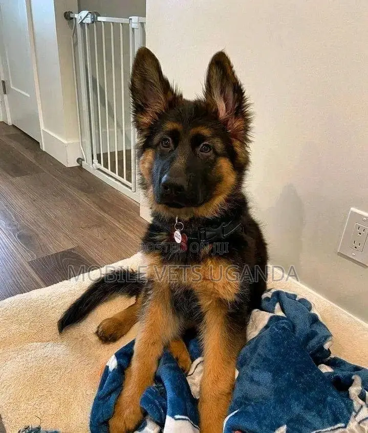 3-6 months Female Purebred German Shepherd