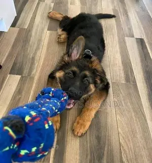 1-3 months Male Purebred German Shepherd