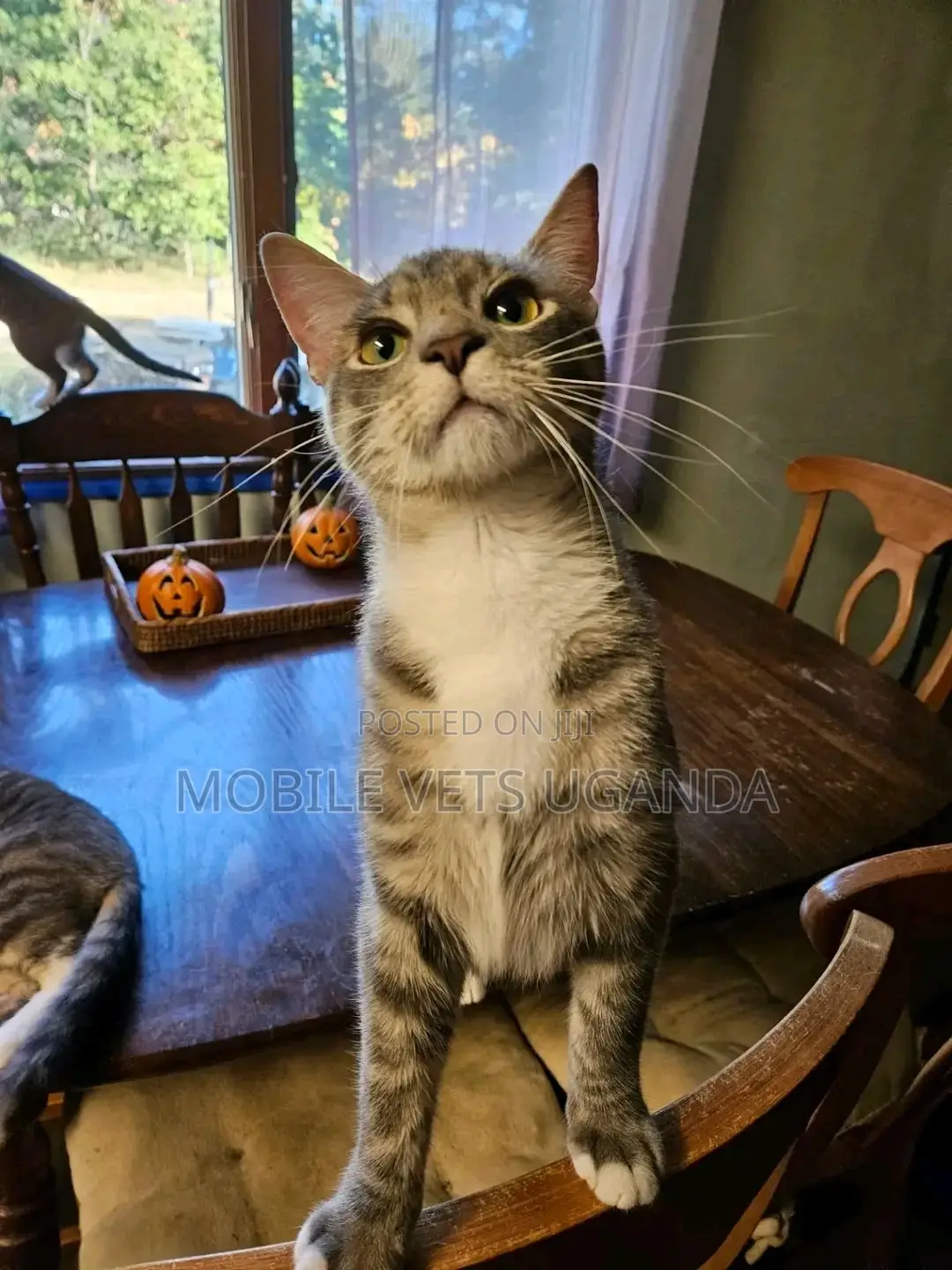 6-12 months Female Purebred Bengal