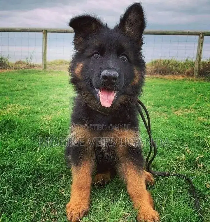 1-3 months Female Purebred German Shepherd