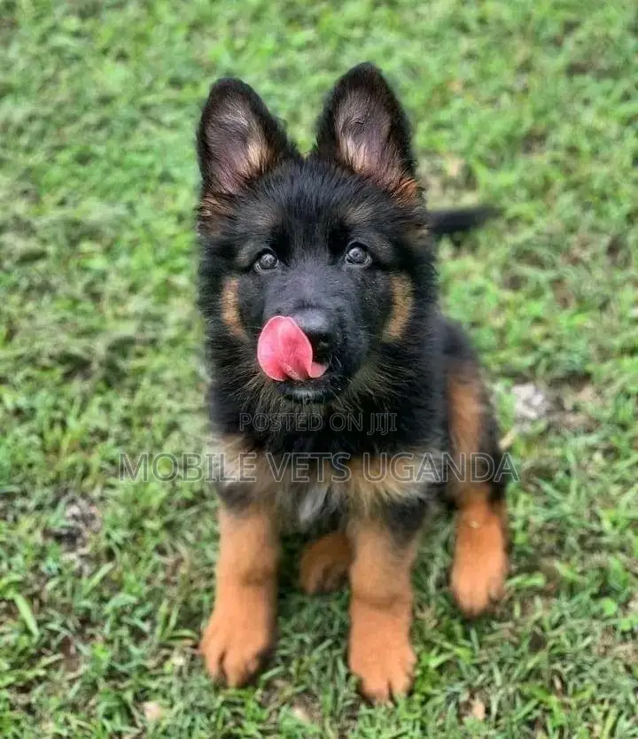 1-3 months Female Purebred German Shepherd