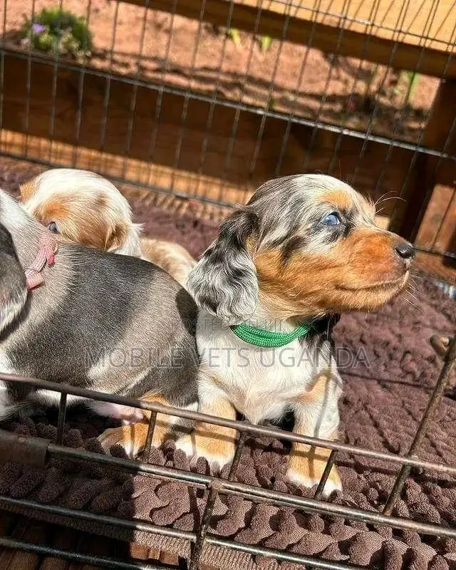 0-1 month Female Purebred Dachshund