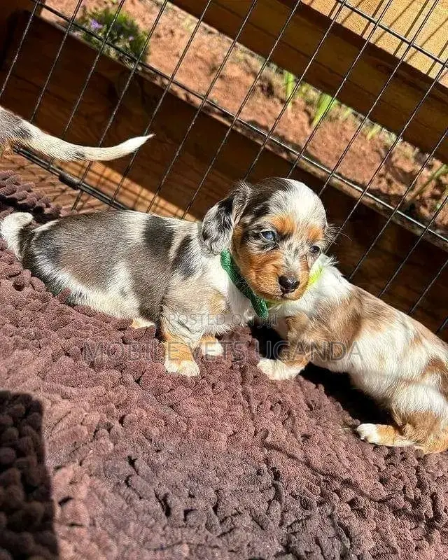 3-6 months Female Purebred Dachshund