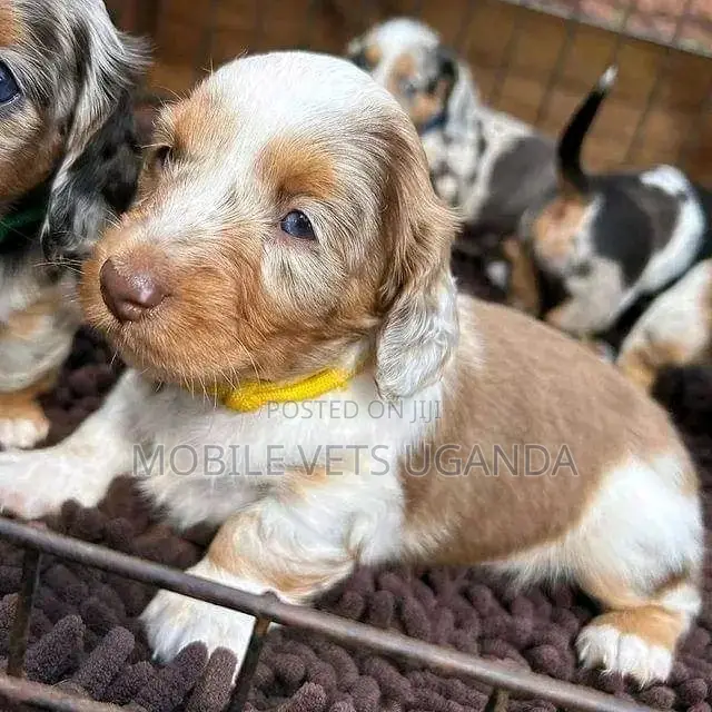 1-3 months Female Purebred Dachshund