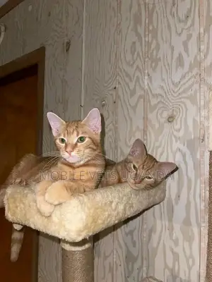 1-3 months Female Purebred American Wirehair