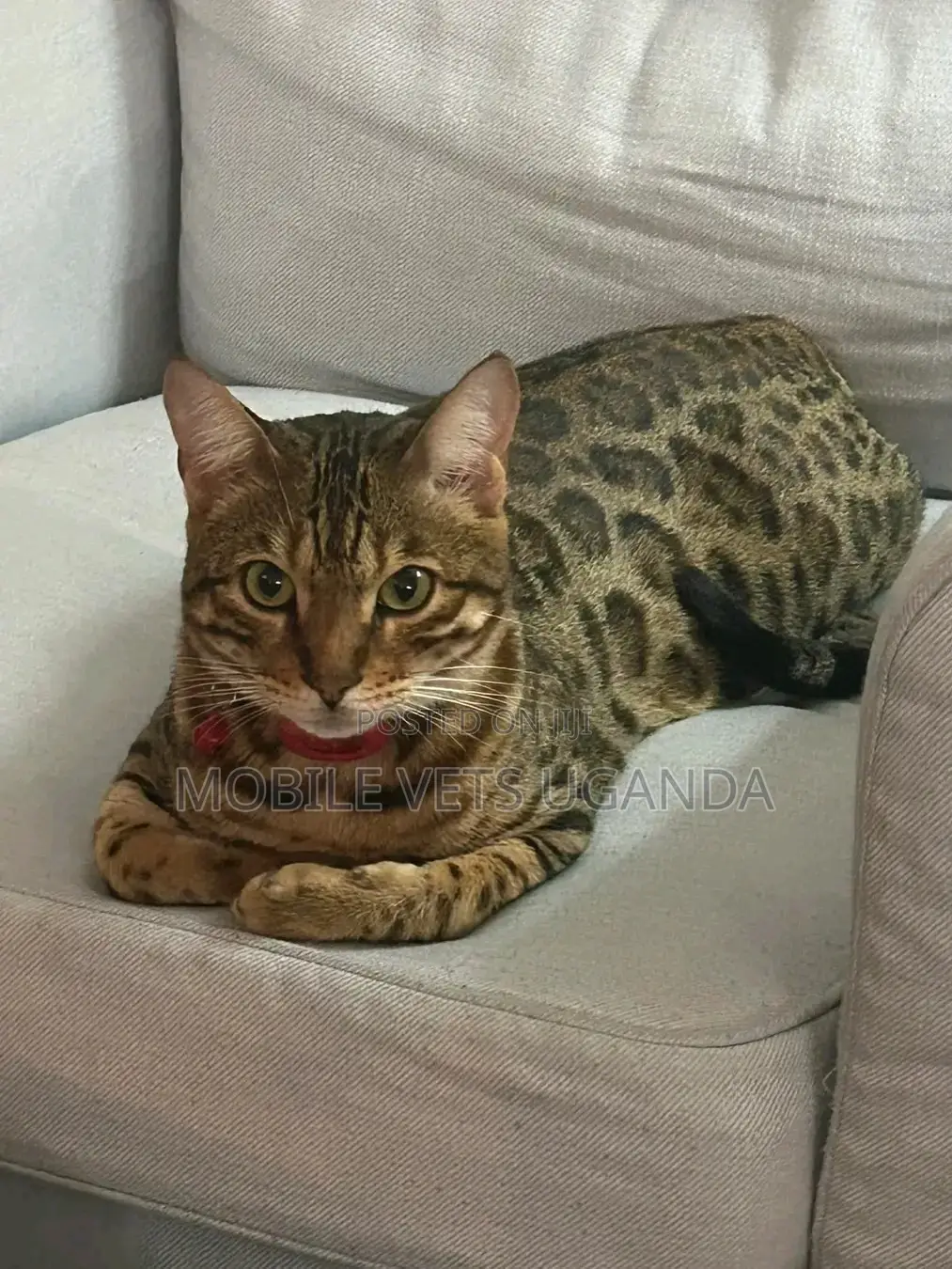 6-12 months Male Purebred British Shorthair