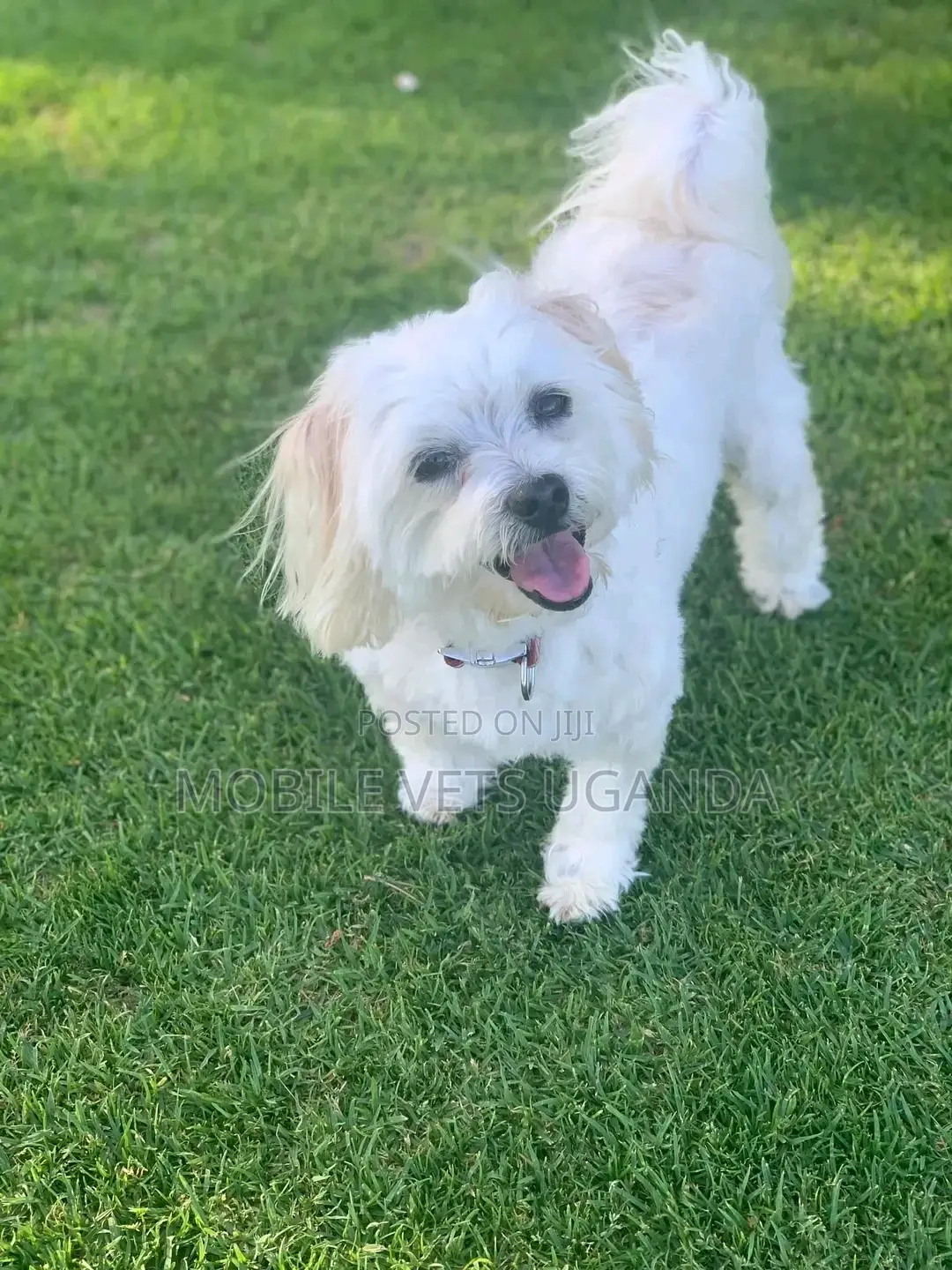 1-3 months Male Purebred Maltese