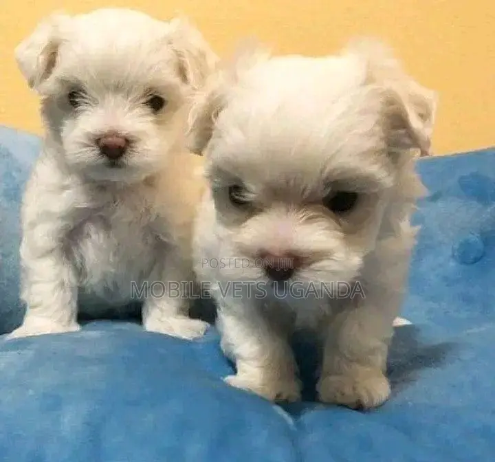3-6 months Male Purebred Maltese
