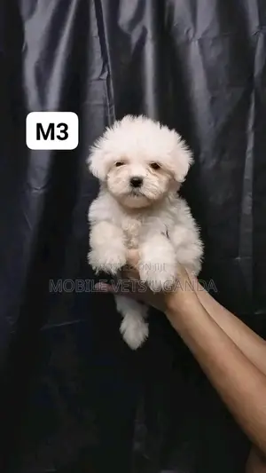 3-6 months Male Purebred Maltese