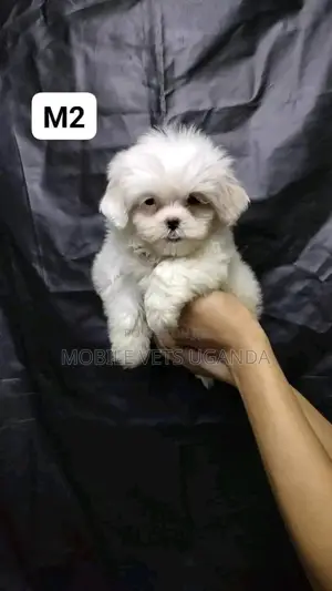 3-6 months Female Purebred Maltese