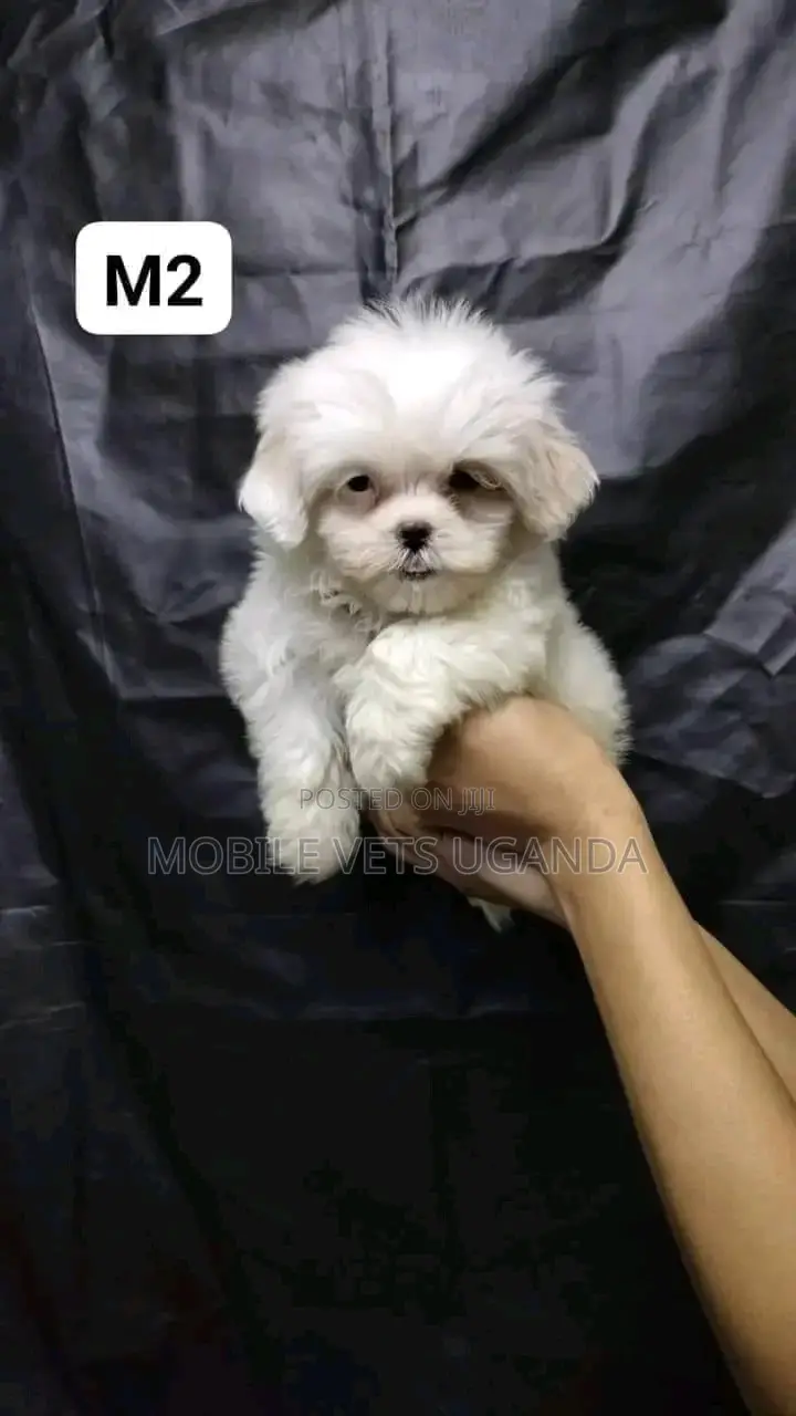 3-6 months Female Purebred Maltese