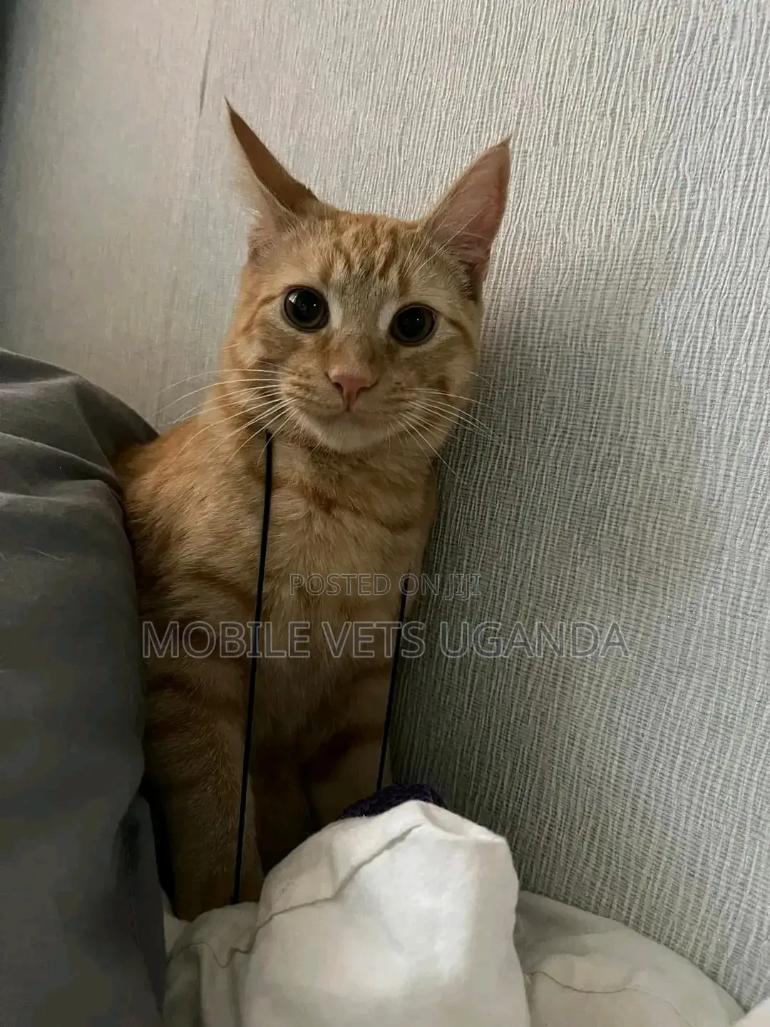 6-12 months Female Purebred American Shorthair