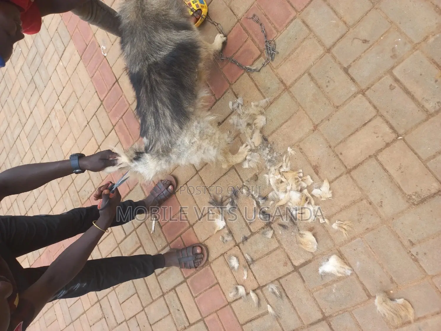 1+ year Female Purebred German Shepherd