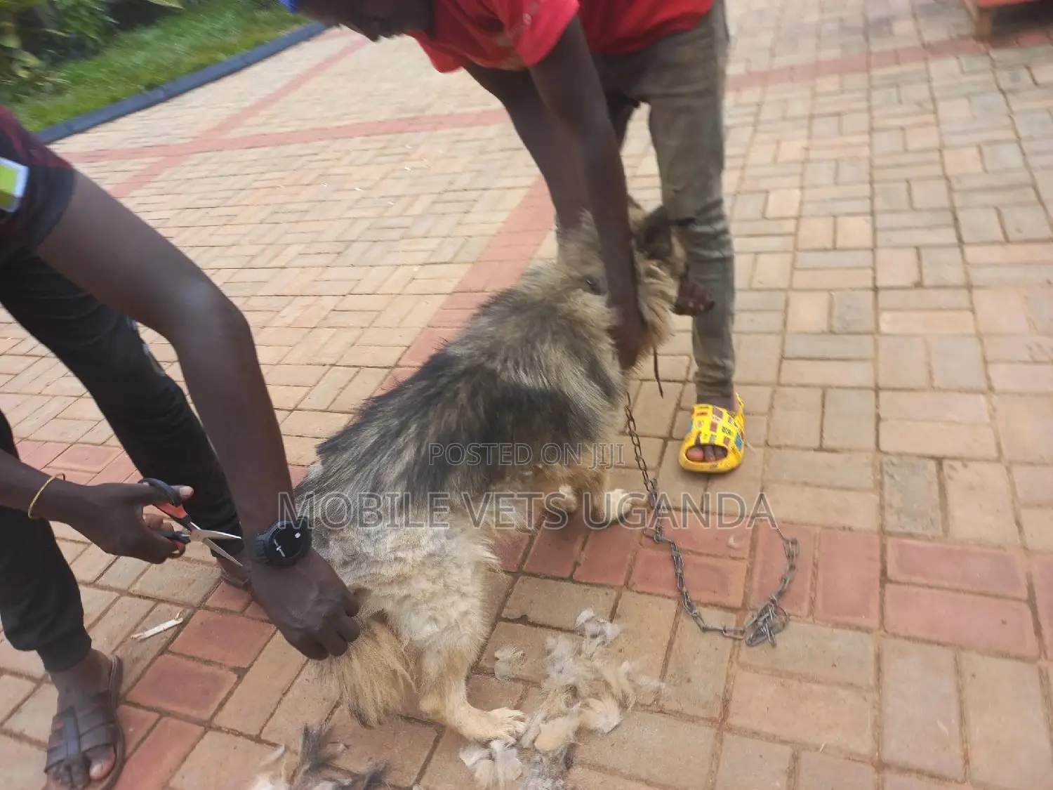 1+ year Female Purebred German Shepherd