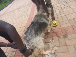 1+ year Male Purebred German Shepherd