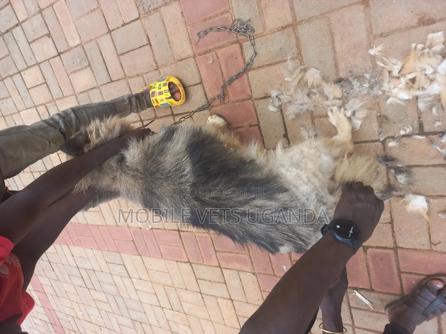 6-12 months Female Purebred German Shepherd