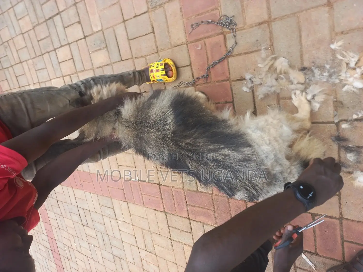 6-12 months Female Purebred German Shepherd