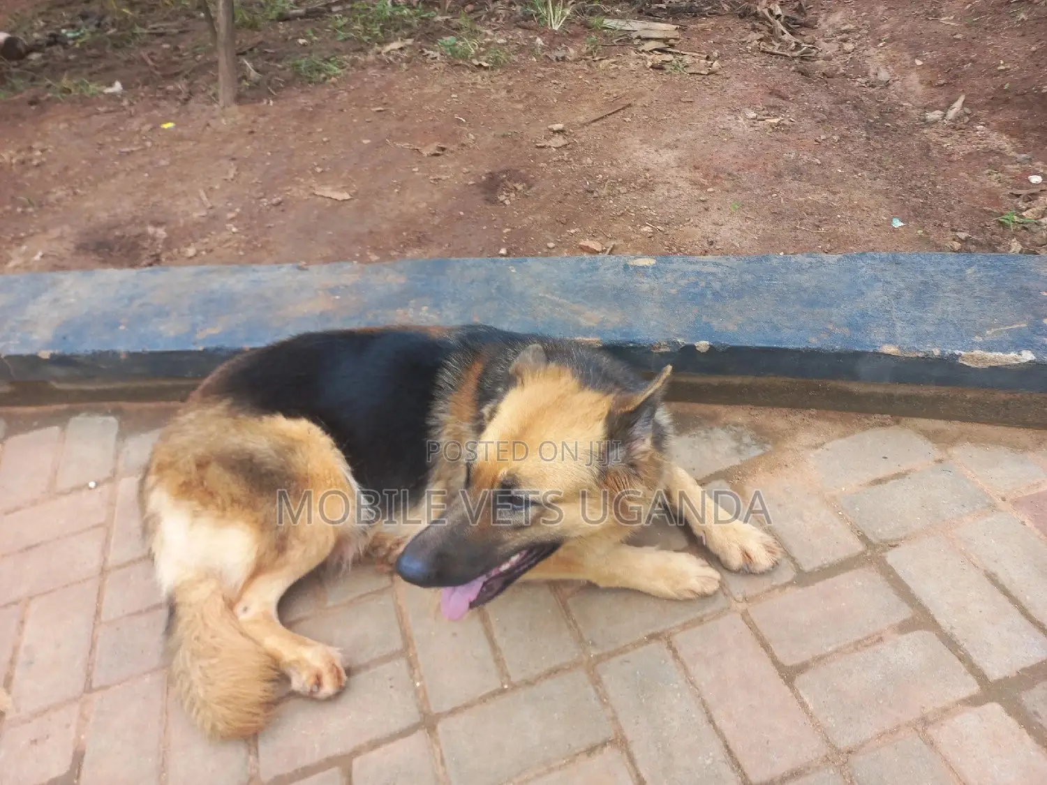 6-12 months Female Purebred German Shepherd