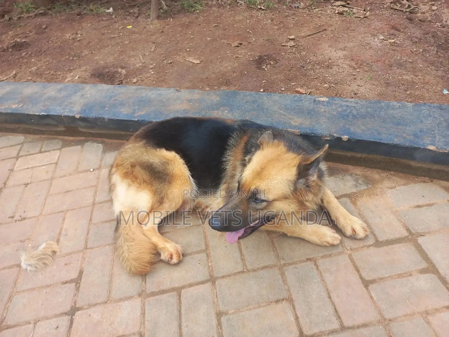1+ year Female Purebred German Shepherd