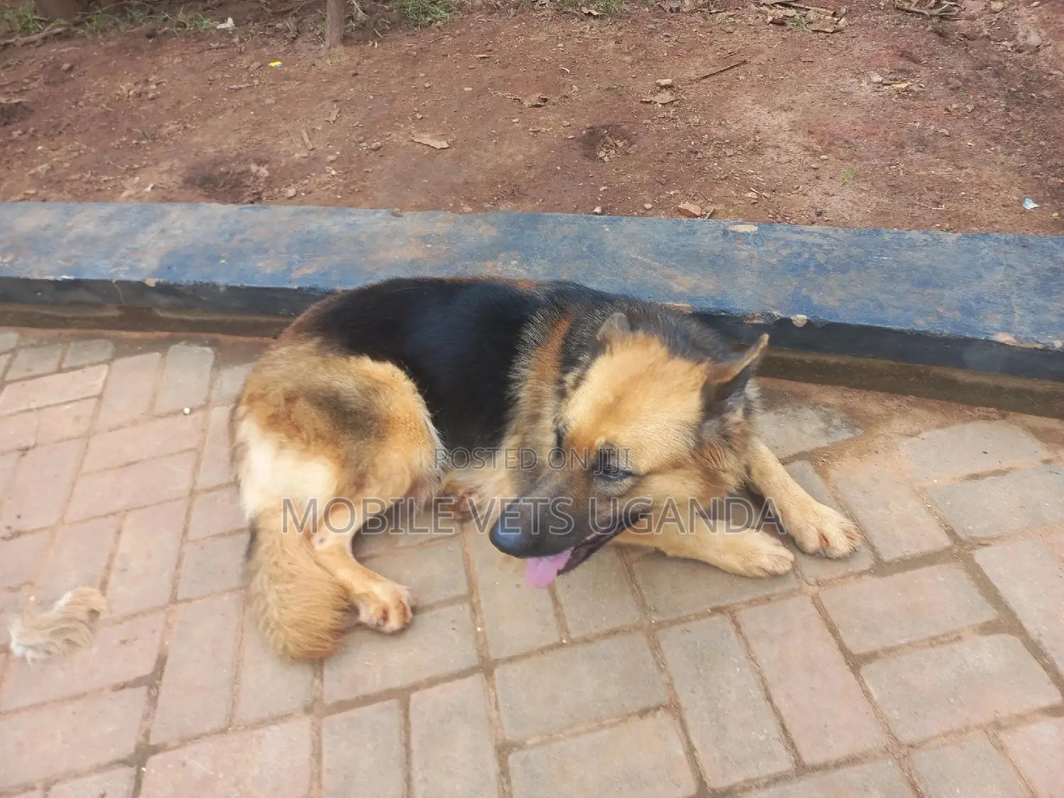 1+ year Female Purebred German Shepherd