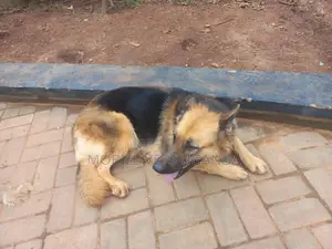 1+ year Female Purebred German Shepherd