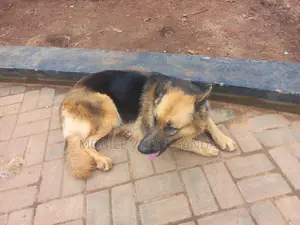 1+ year Male Purebred German Shepherd