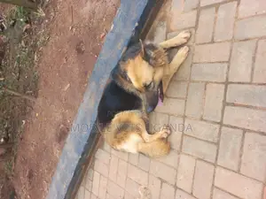 1+ year Male Purebred German Shepherd