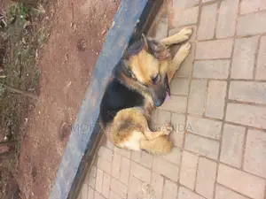1+ year Male Purebred German Shepherd