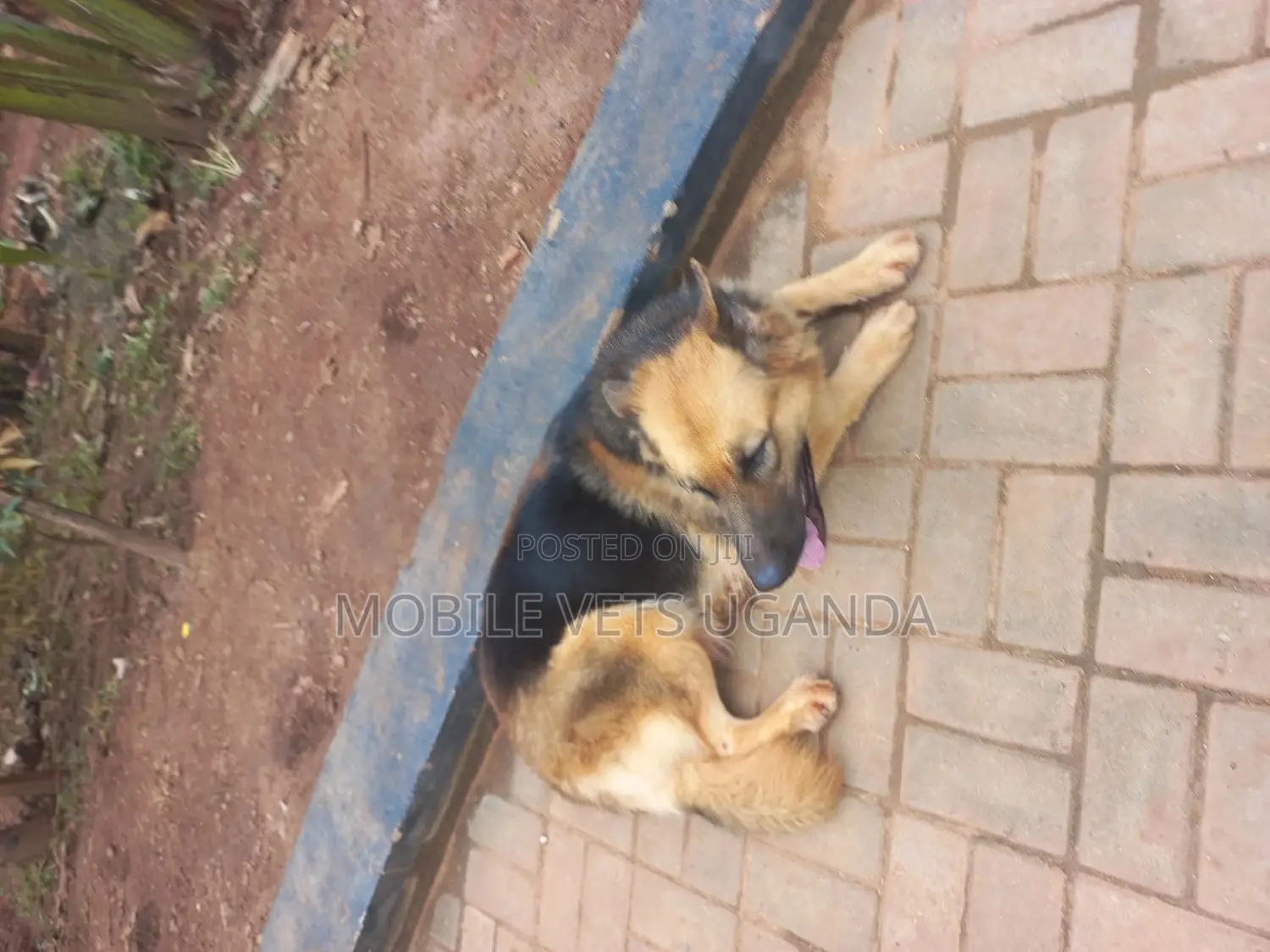1+ year Female Purebred German Shepherd