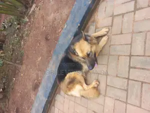 1+ year Female Purebred German Shepherd