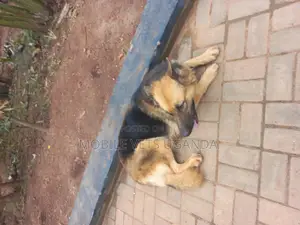 1+ year Male Purebred German Shepherd