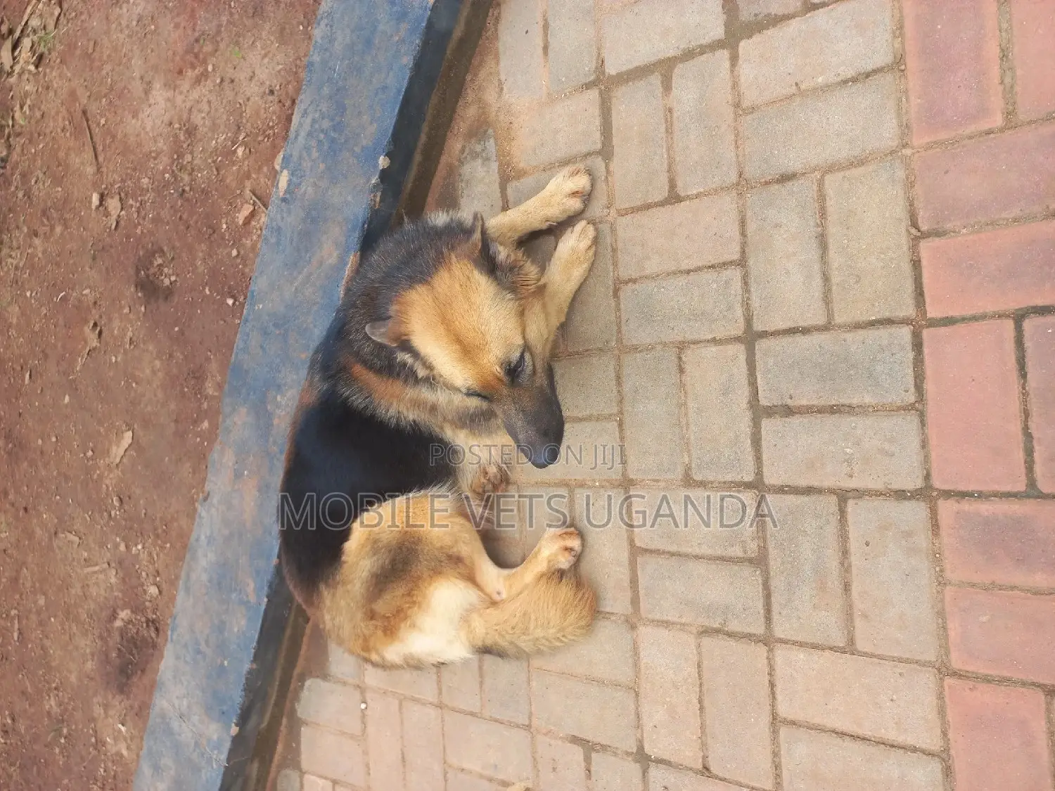 1+ year Female Purebred German Shepherd