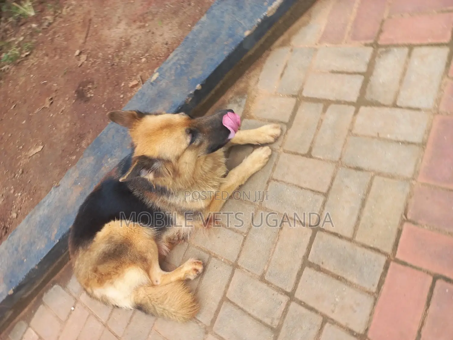 1+ year Male Purebred German Shepherd