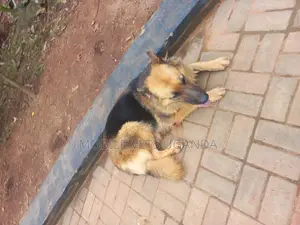 3-6 months Female Purebred German Shepherd