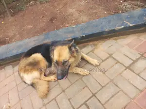 6-12 months Male Purebred German Shepherd